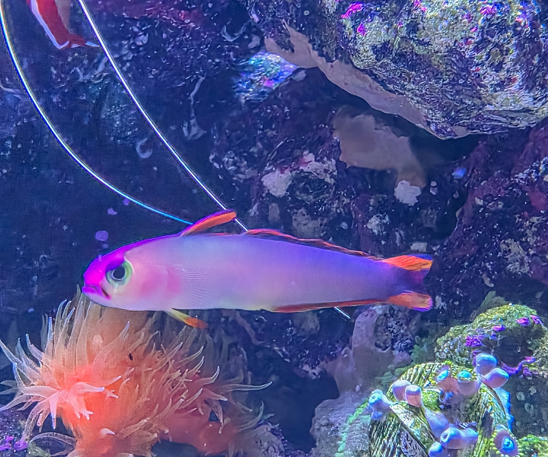Purple Firefish