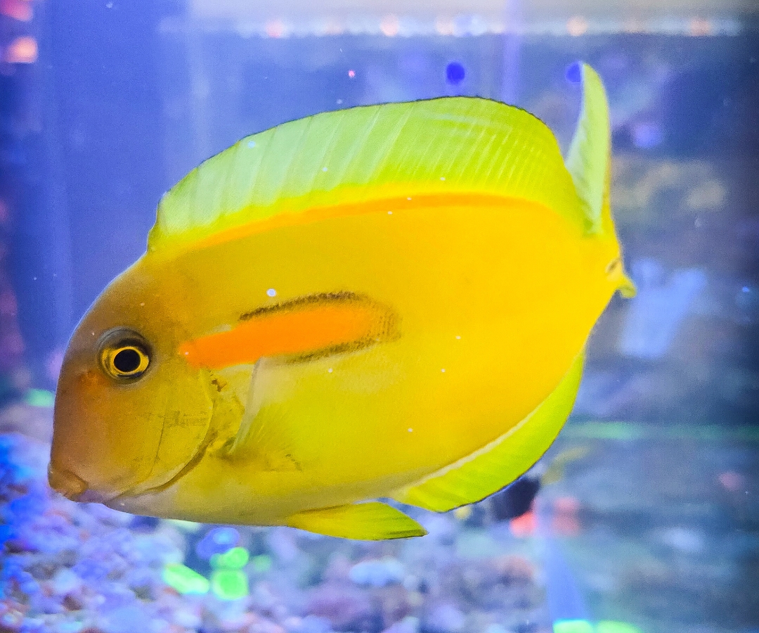 Orange Shoulder Tang