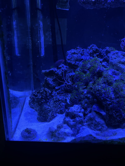 Fish Library Preview