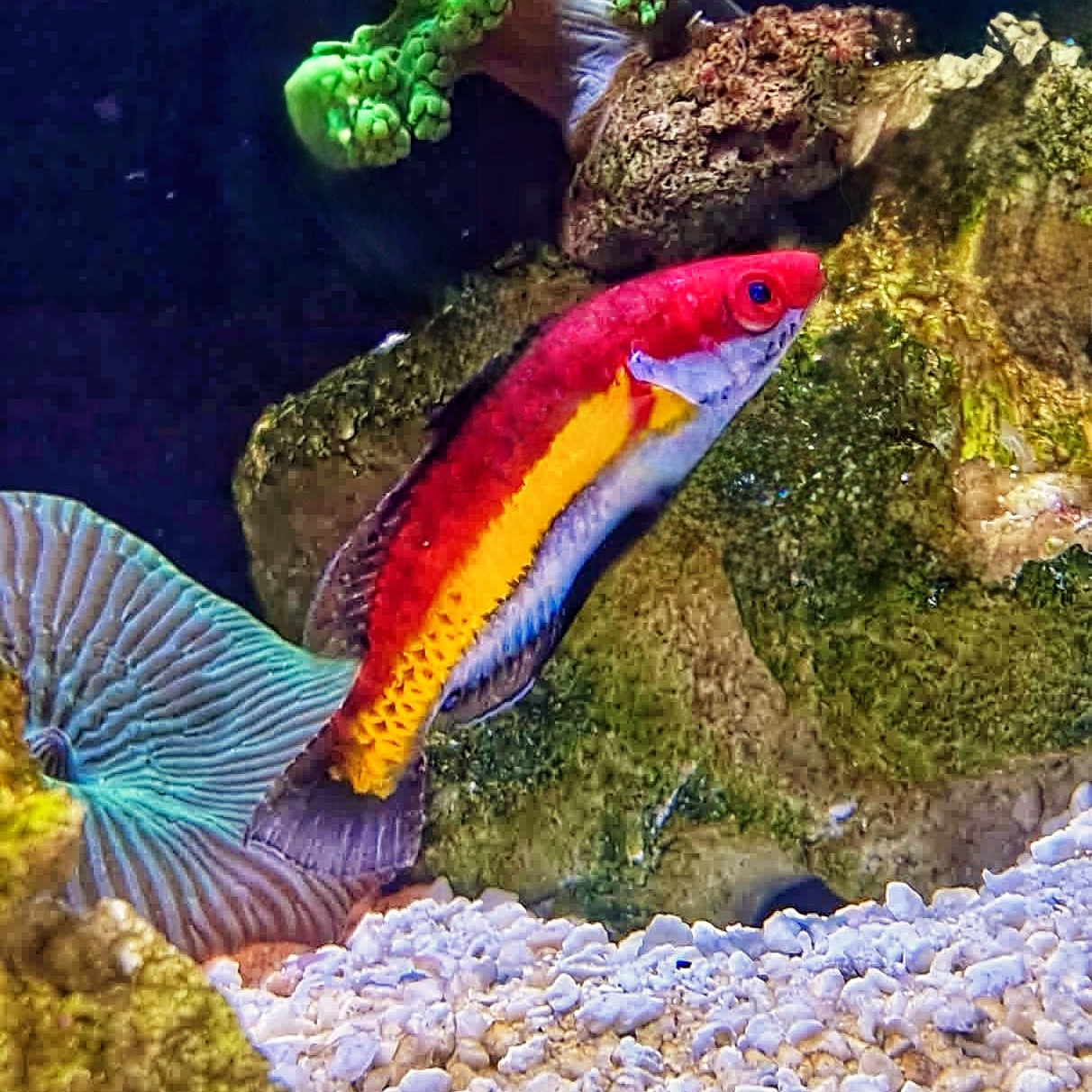 Naoko's Fairy Wrasse