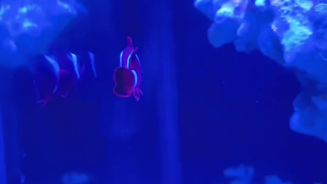 Maroon Clownfish