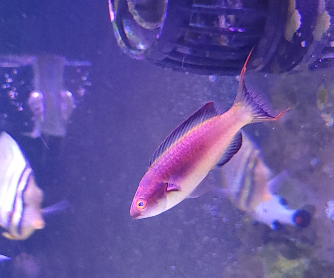 Dusky Brunneus Fairy Wrasse