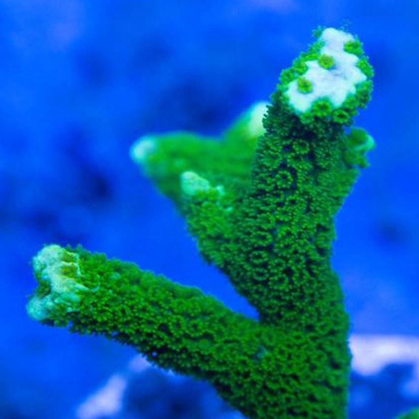 Green Montipora Digitata