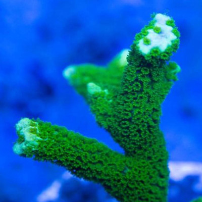 Green Montipora Digitata