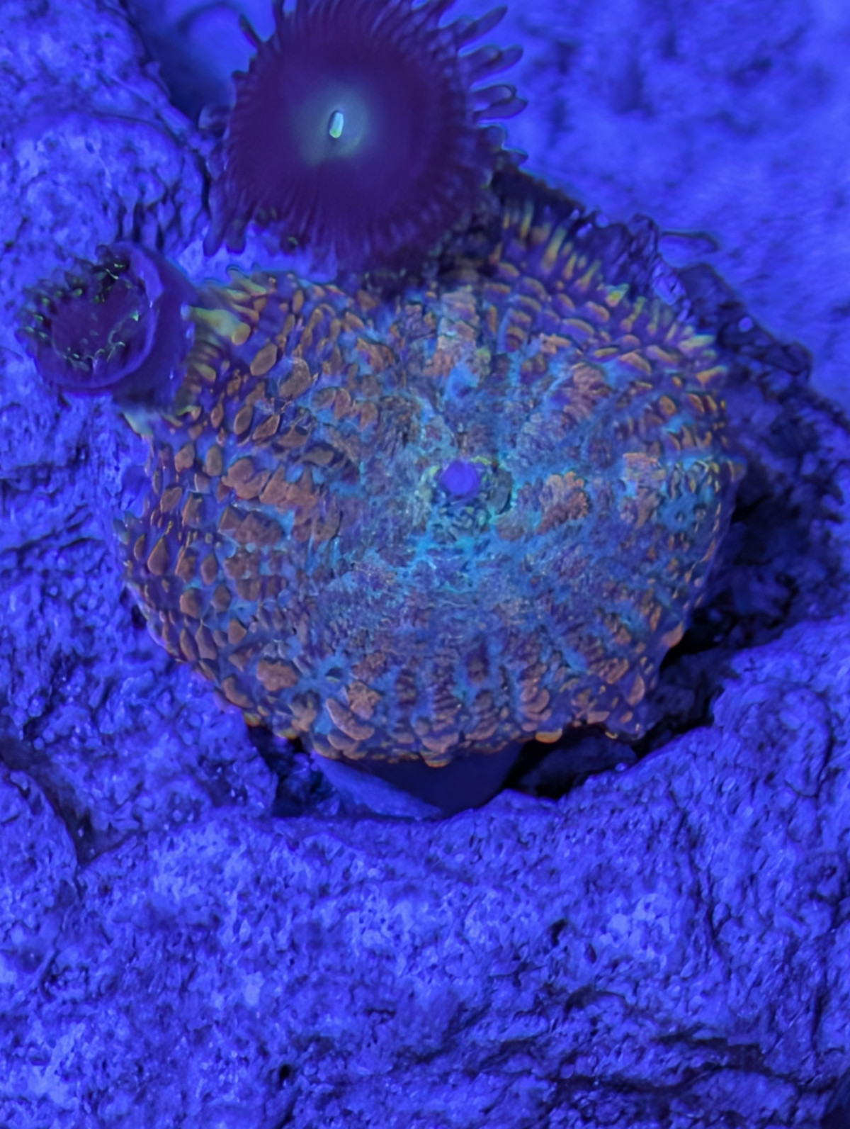 Ultra Rhodactis