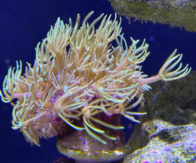 Coral Library Preview
