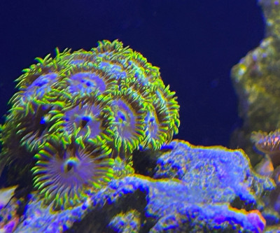 Smurfette Zoanthids