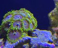 Smurfette Zoanthids