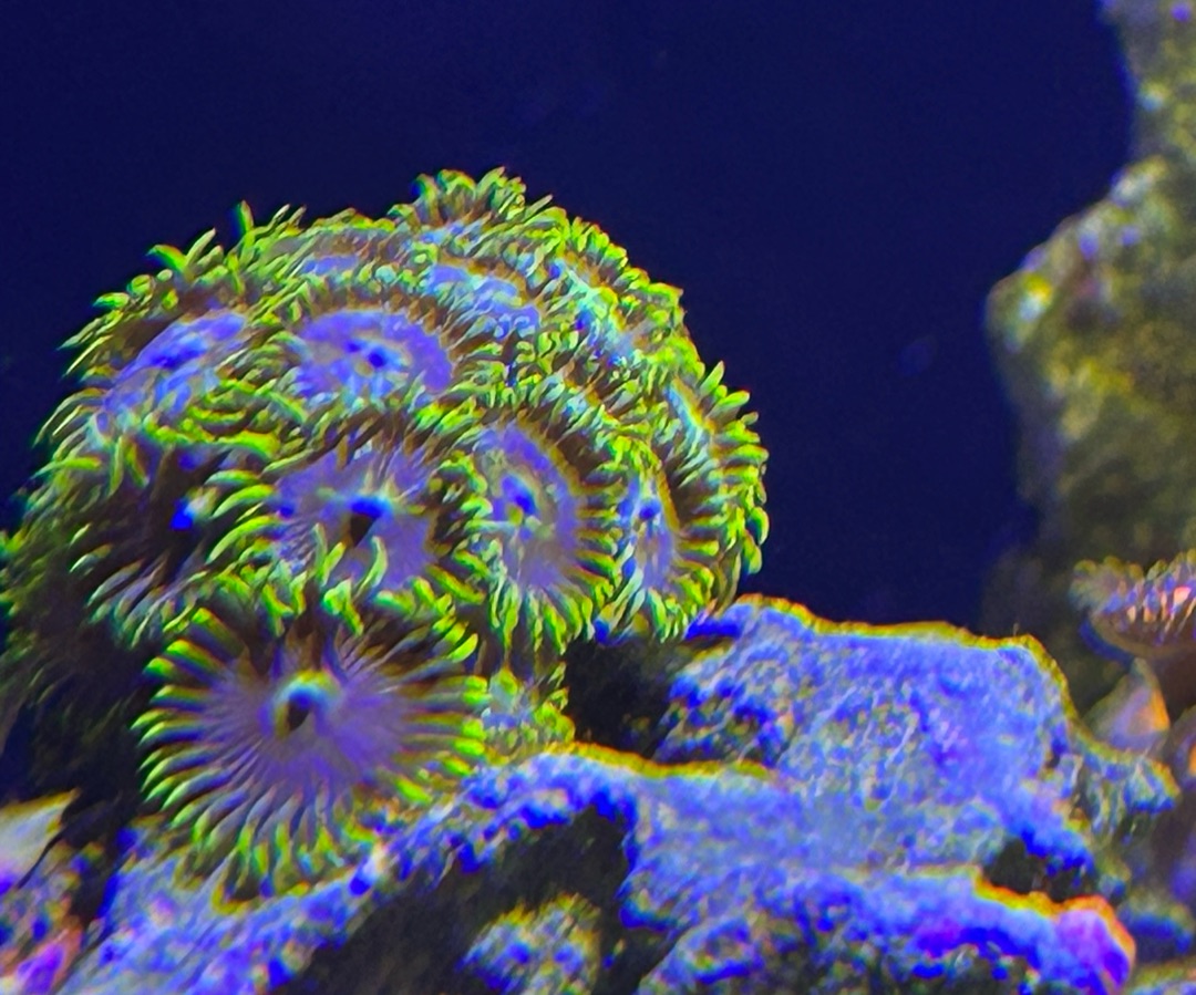 Smurfette Zoanthids