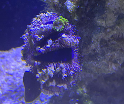 Invertebrate Library Preview