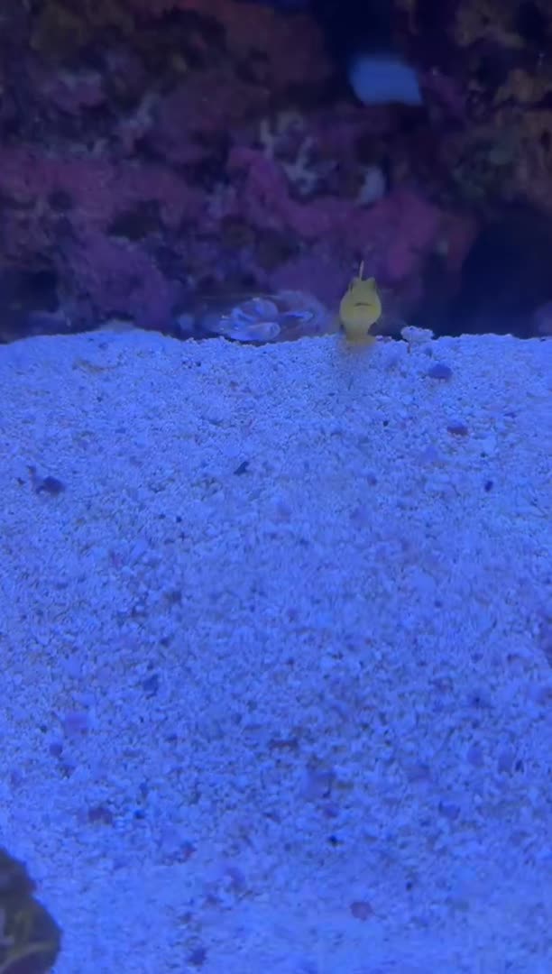 Yellow Watchman Goby