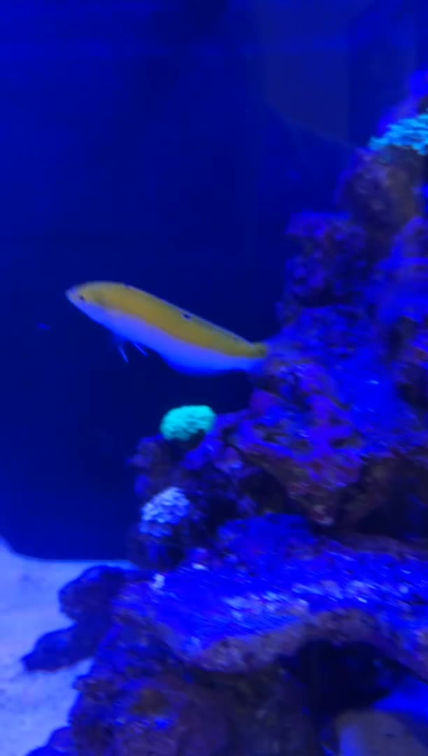 Canary wrasse