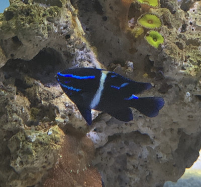 Blue Velvet Damsel