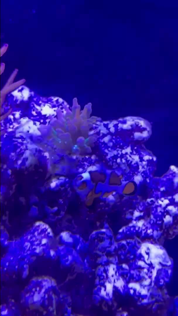 Orange Storm Clownfish