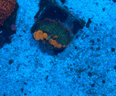 Coral Library Preview