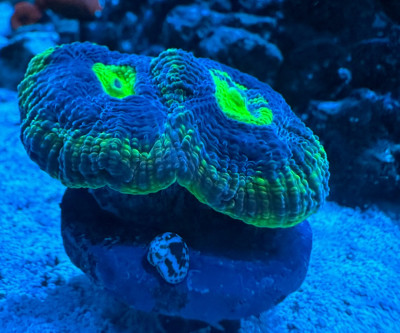 Coral Library Preview