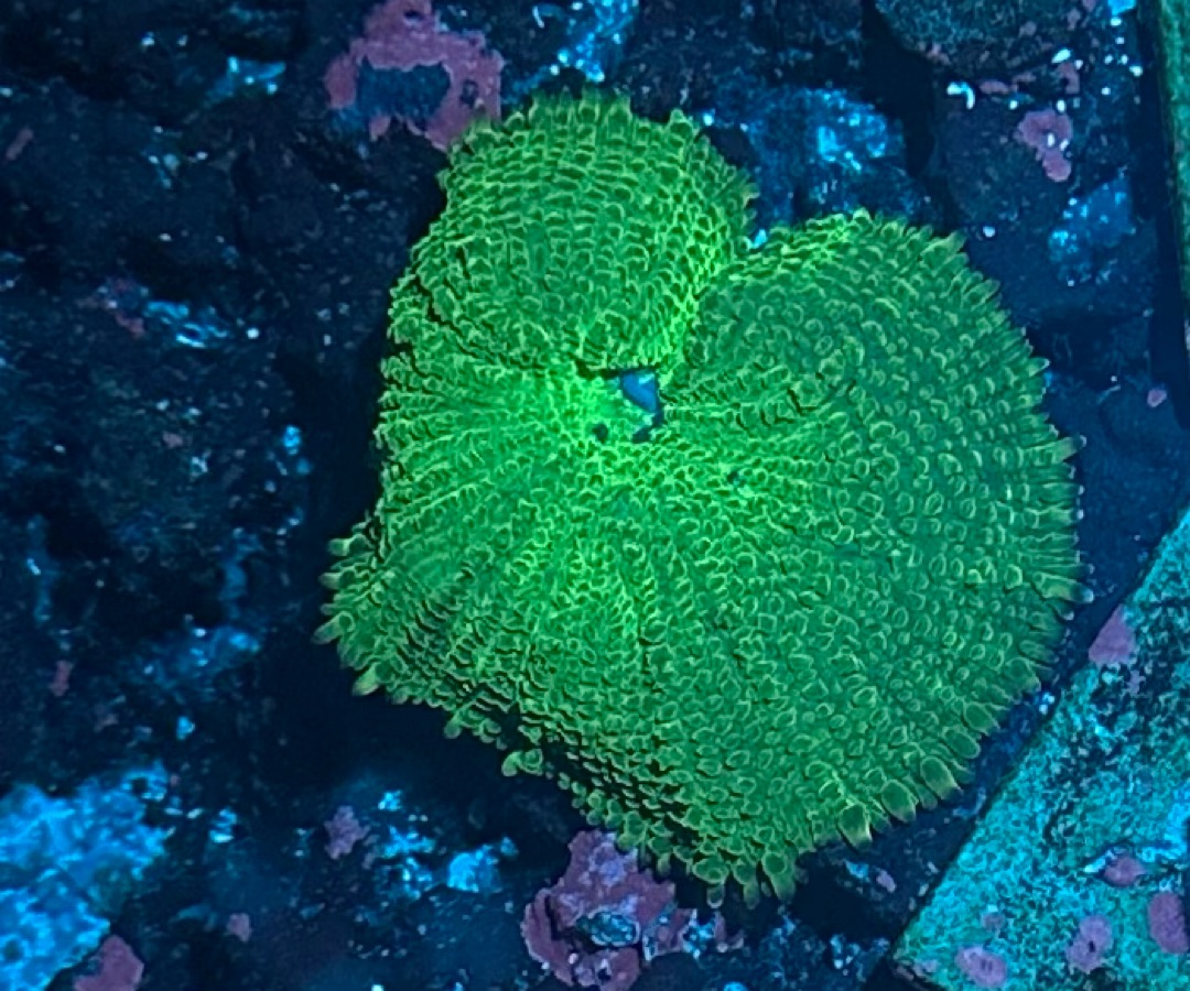 Green Discosoma Mushroom