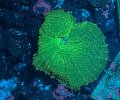Green Discosoma Mushroom