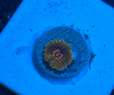 Coral Library Preview