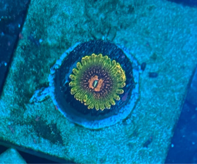 Grand Master Krakatoa Zoanthid