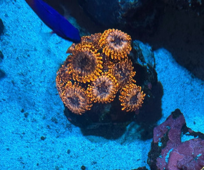 Coral Library Preview