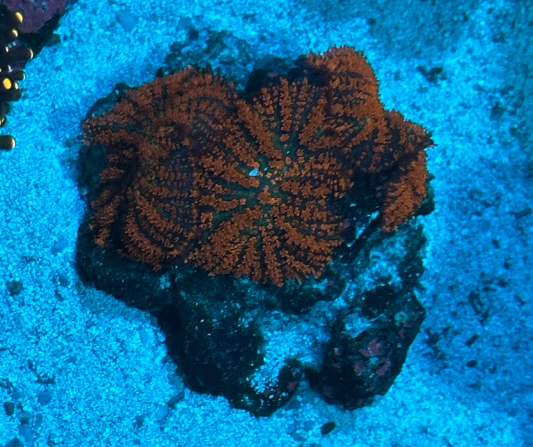 Forest Fire Rhodactis Mushroom