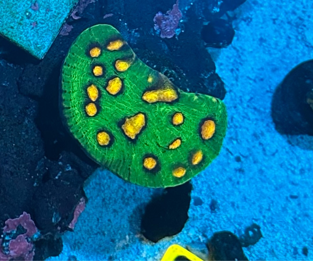 JF Raja Rampage Chalice