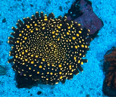 Coral Library Preview