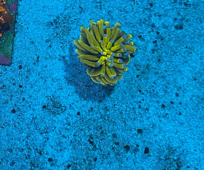 Coral Library Preview