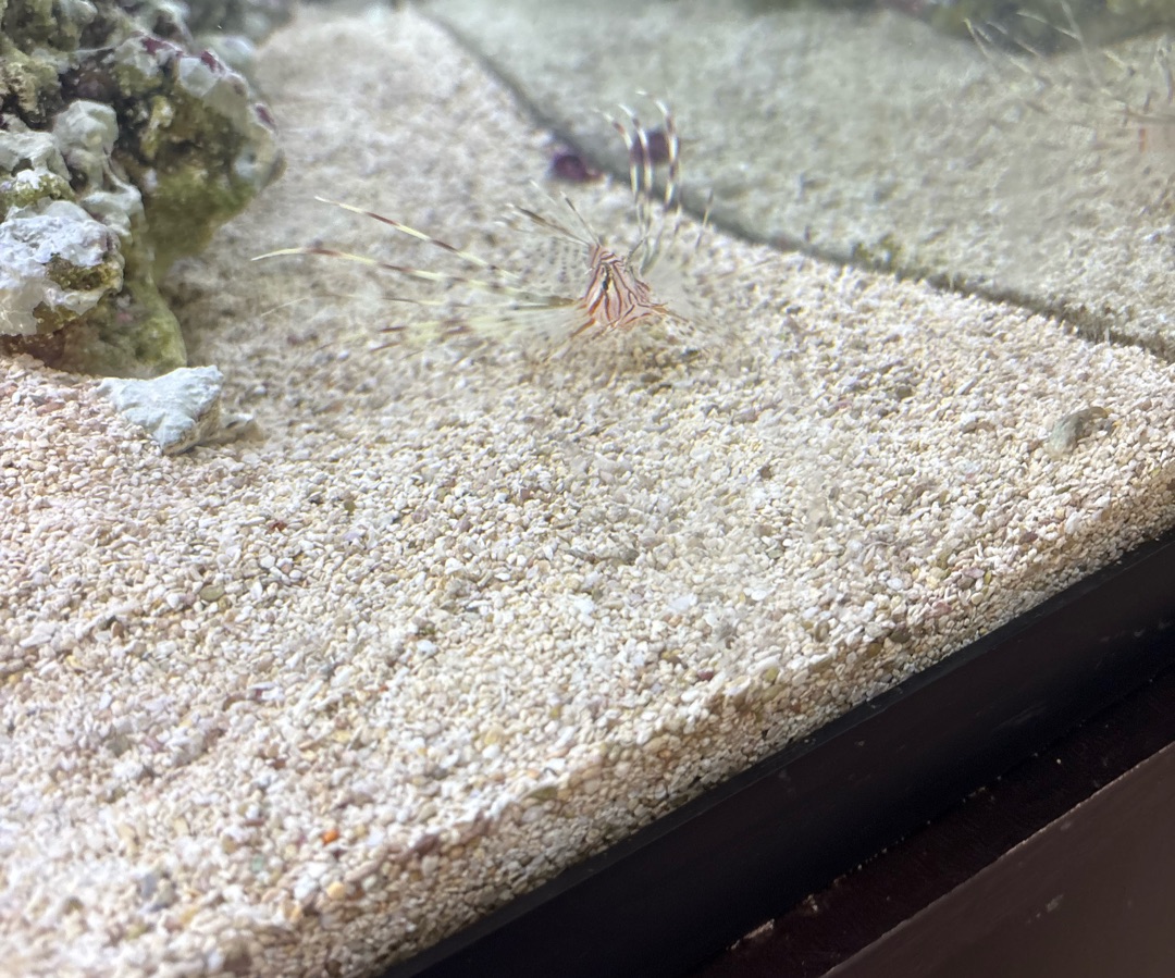 Volitan Lionfish