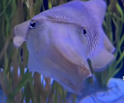 Invertebrate Library Preview