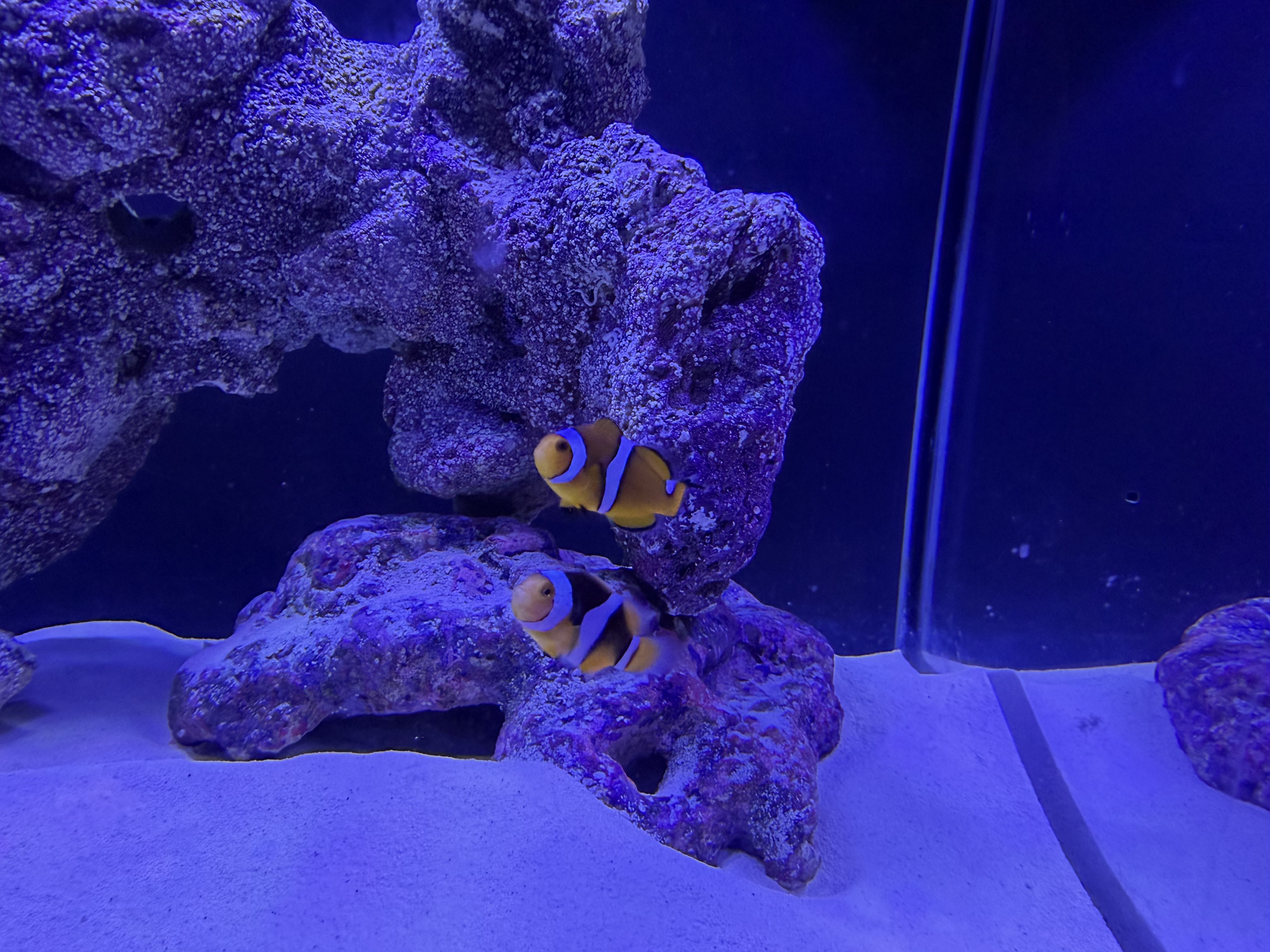 Ocellaris Clownfish