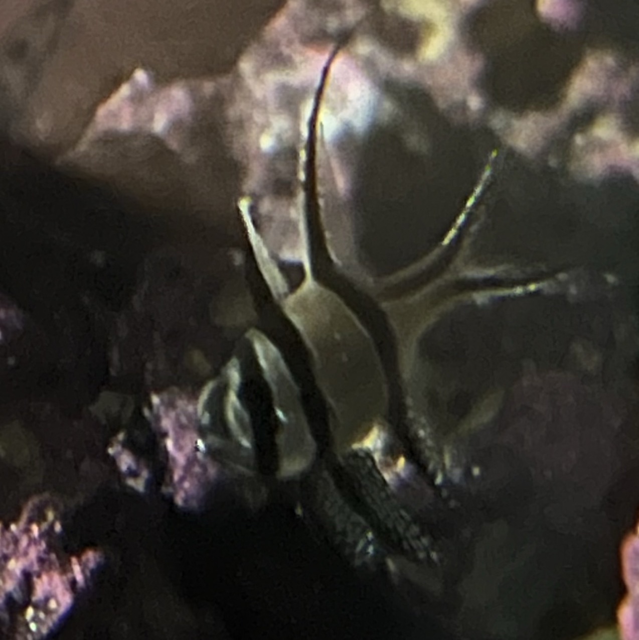 Banggai Cardinal