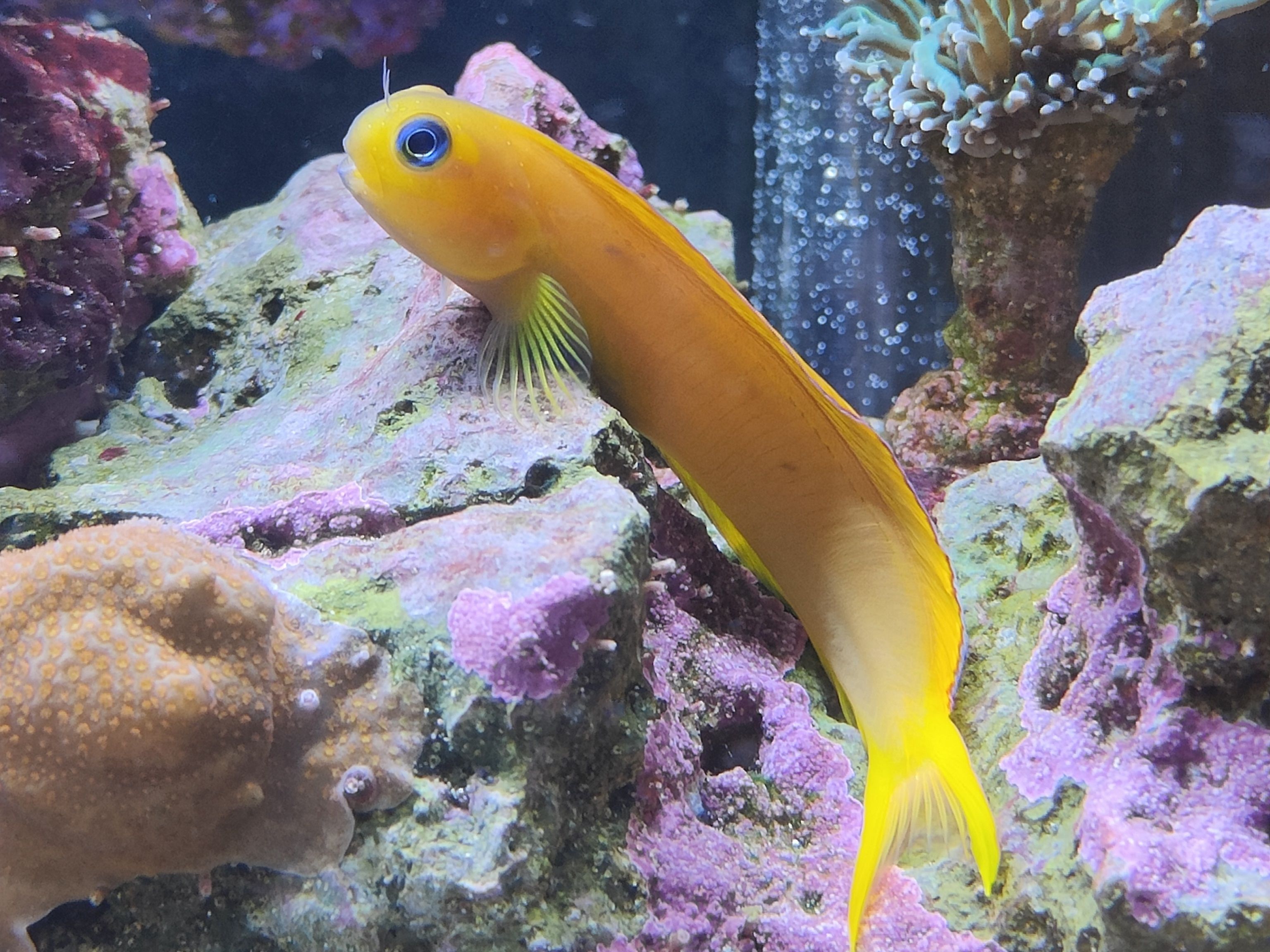 Midas Blenny