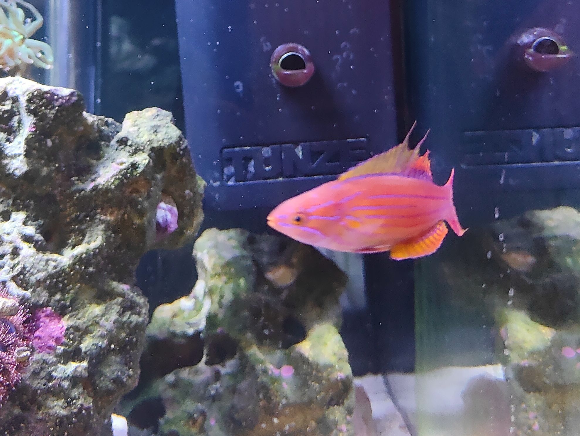 Filamented Flasher Wrasse