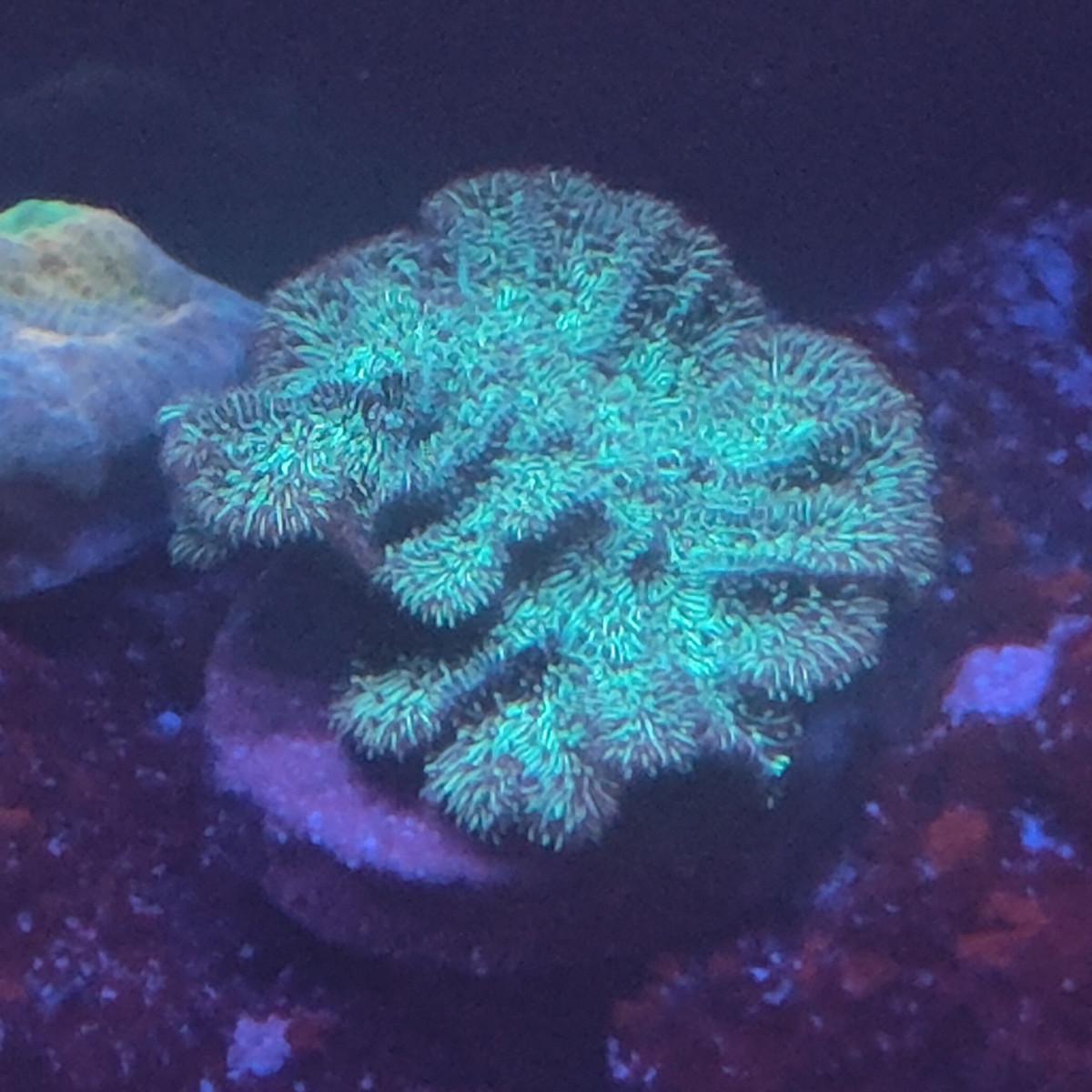 Green scrolling pavona frag