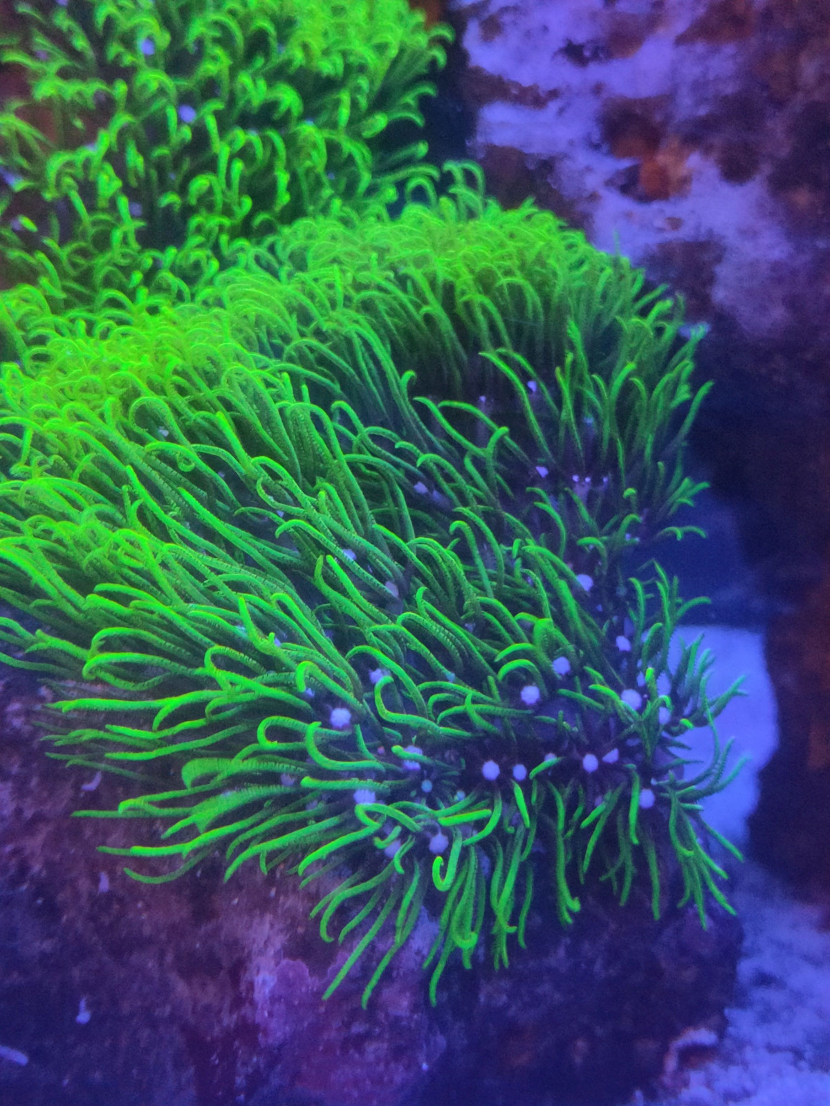 White eye Green Star Polyp
