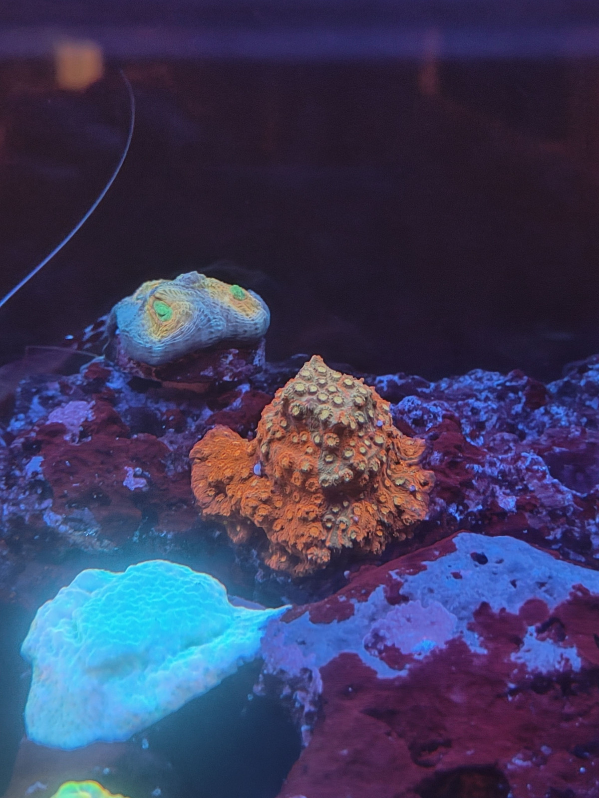 Red brick cyphastrea