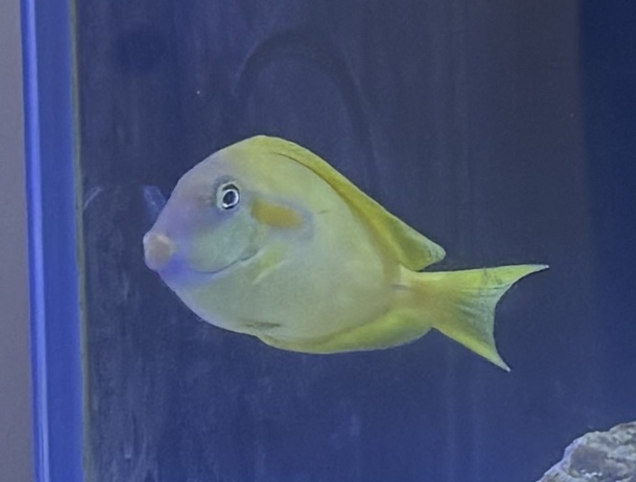 Orange Shoulder Tang