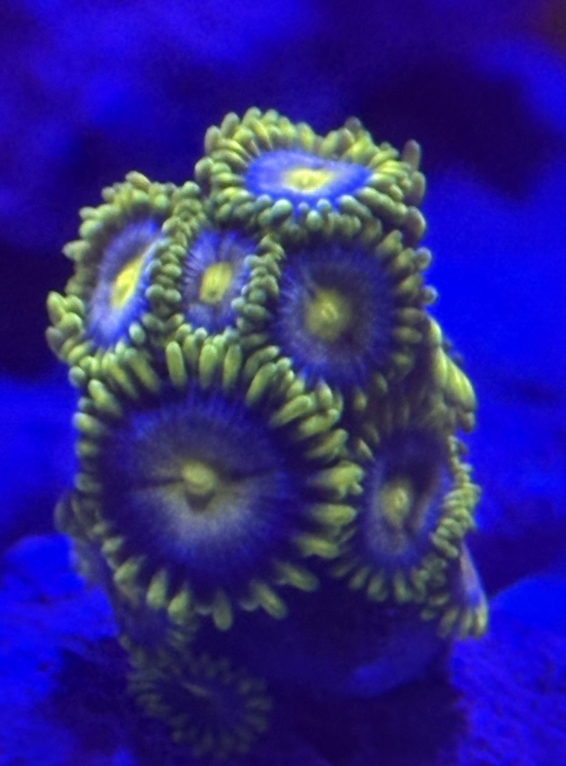 Zoanthid