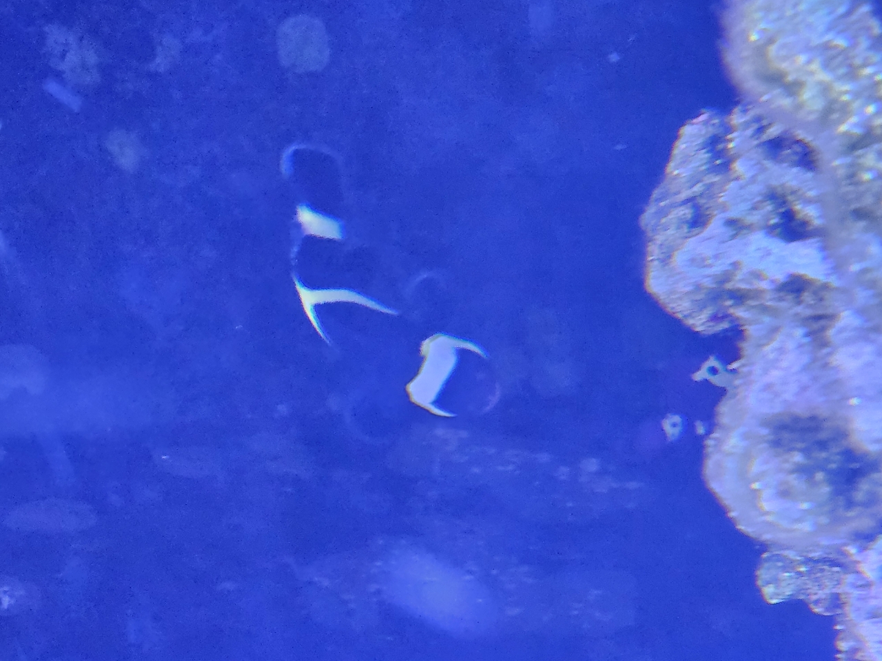 Black Ocellaris Clownfish