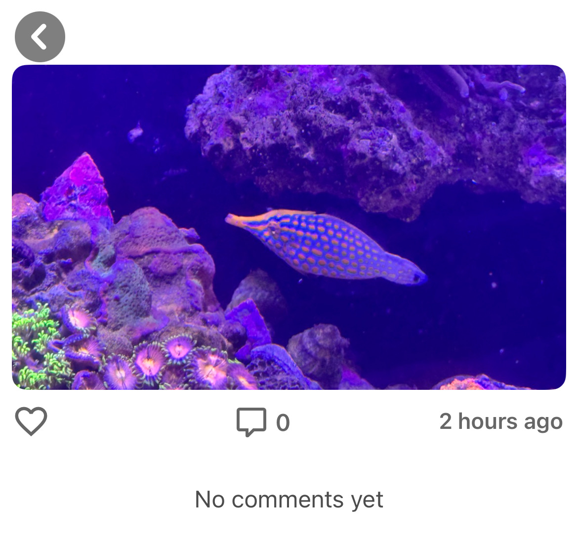 Comment image