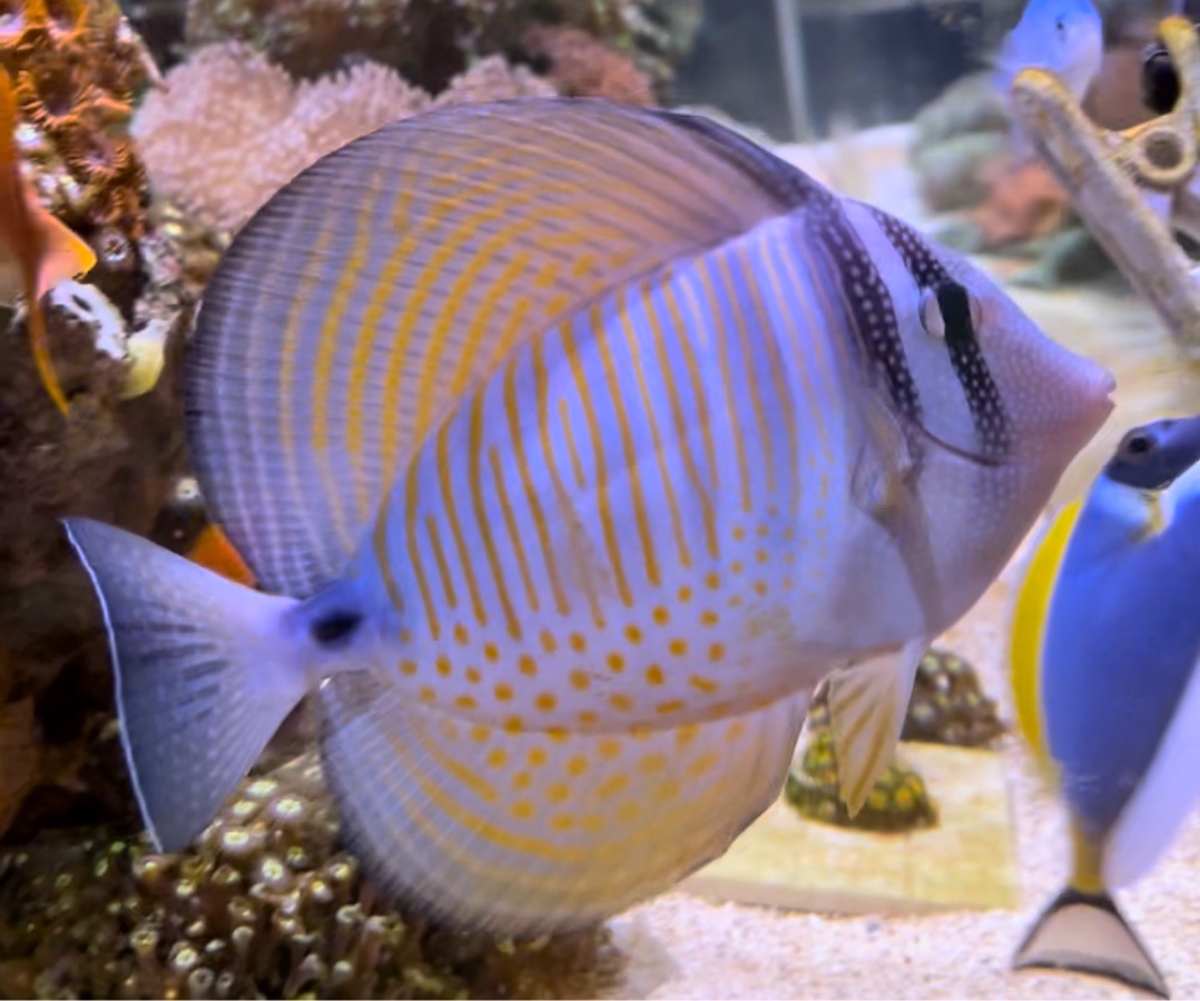 Sailfin Desjardinii