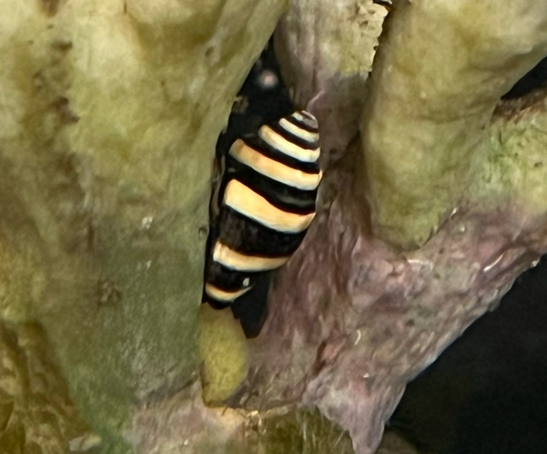 Bumble Bee Snail
