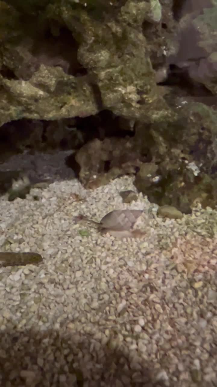 Nassarius Snail