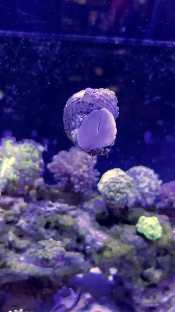 Mexican Turbo Snail