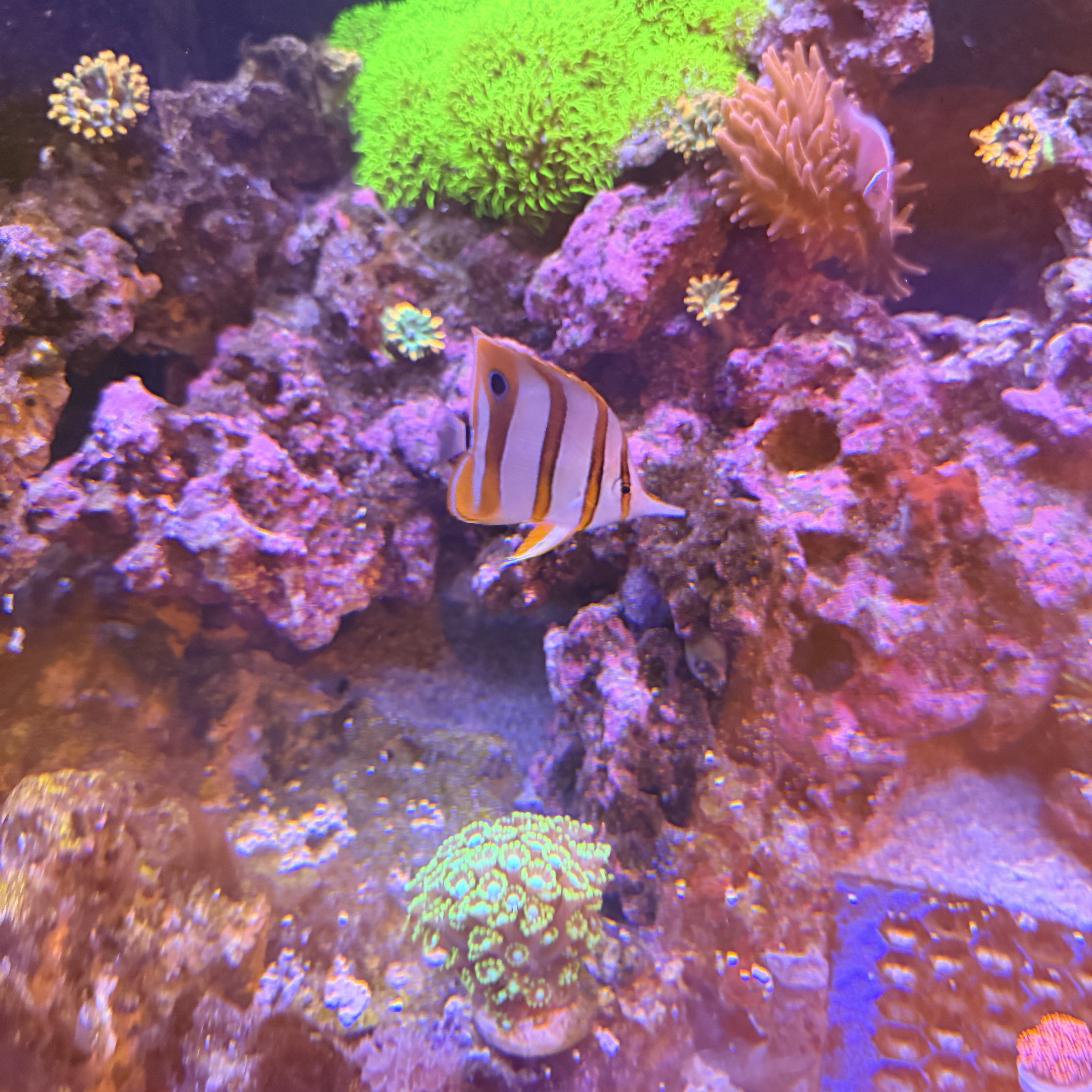 Copperband butterflyfish