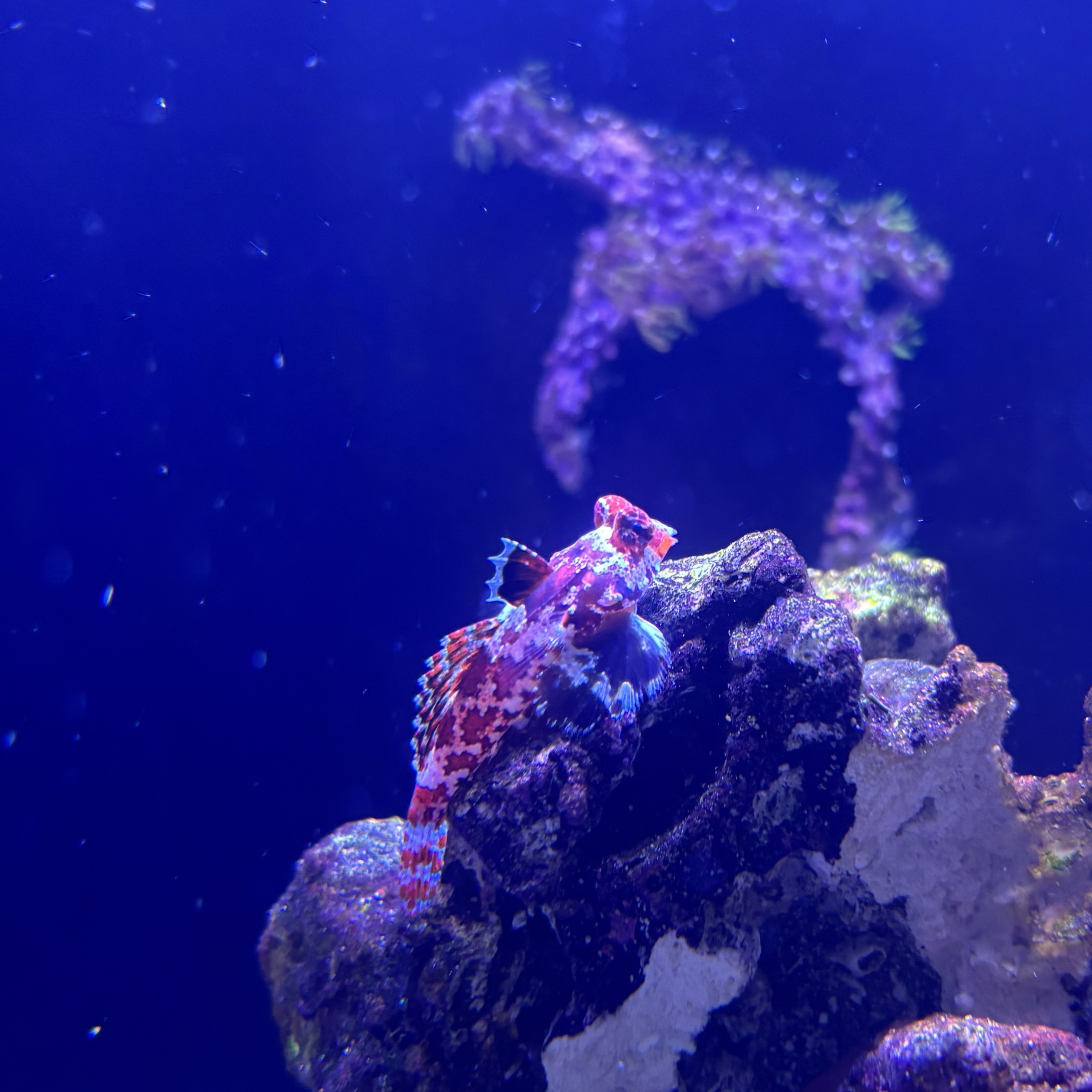 Red Marbled Dragonet