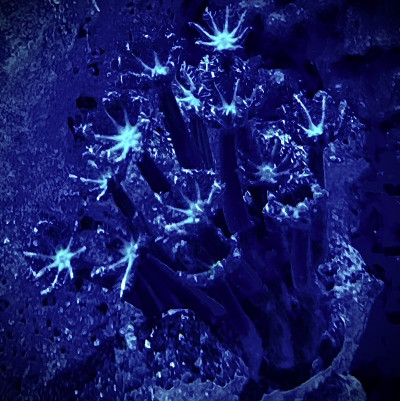 Firework Clove Polyp