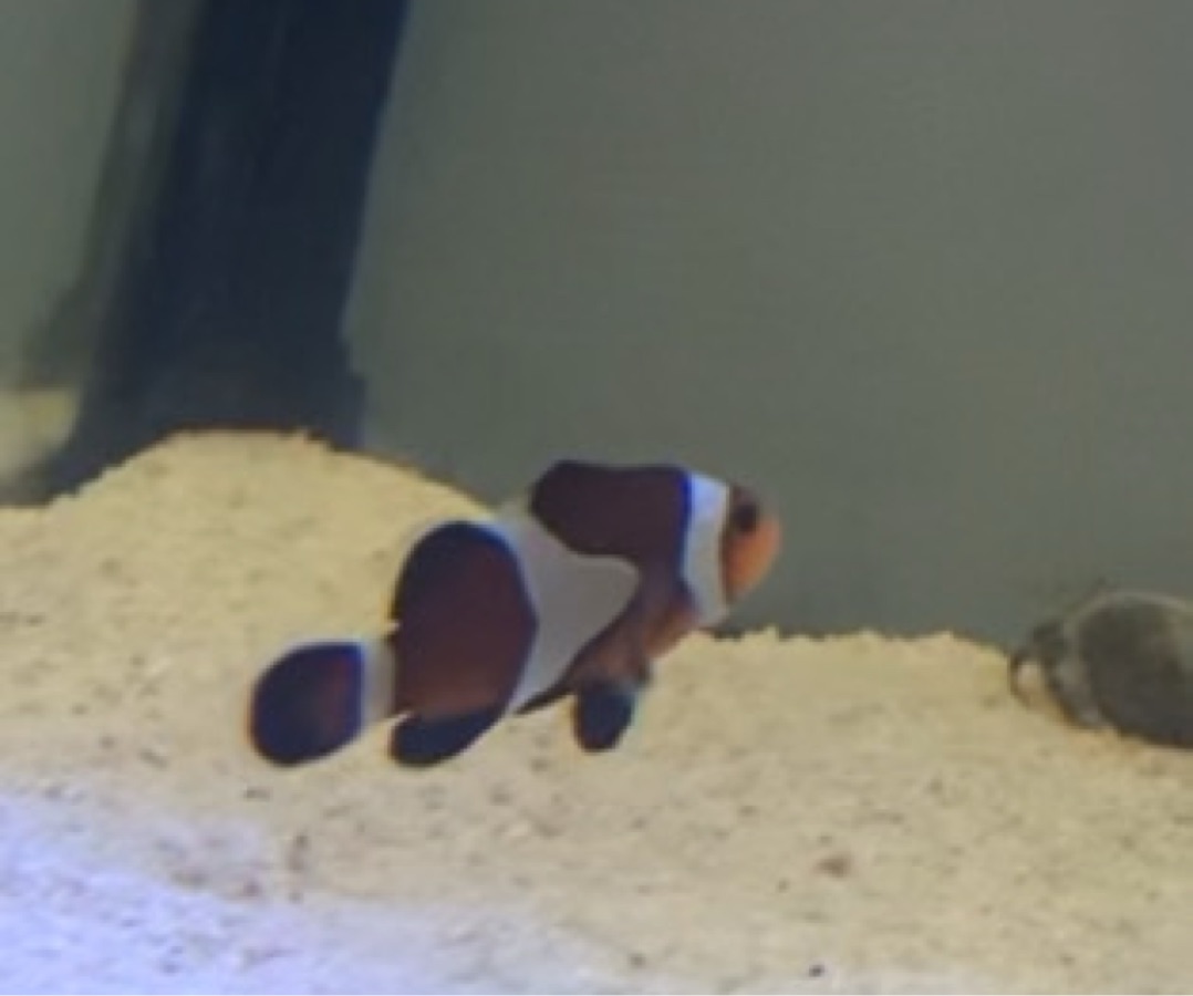 Maroon Clownfish